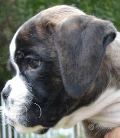 BOXER Cuccioli disponibili
