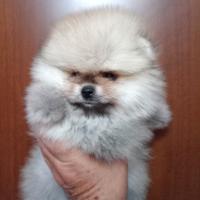 Spitz tedesco nano/Pomerania