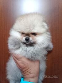 Spitz tedesco nano/Pomerania