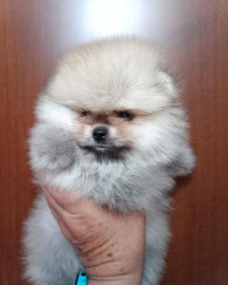 Spitz tedesco nano/Pomerania