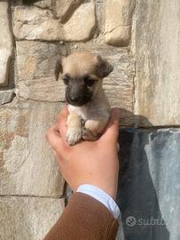 Cuccioli di chihuahua toy da borsetta