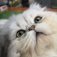Gatto persiano x accoppiamento