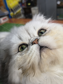 Gatto persiano x accoppiamento