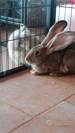 Maschi disponibil giganti dele fiandre