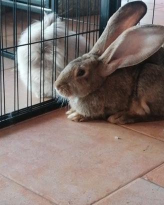 Maschi disponibil giganti dele fiandre
