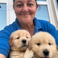 Golden retriever americano