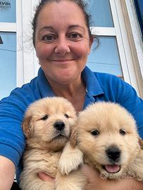 Golden retriever americano