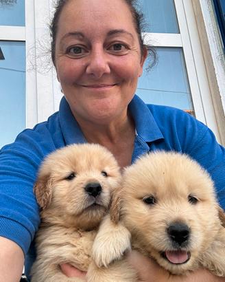 Golden retriever americano