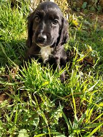 Cuccioli Cocker spaniel