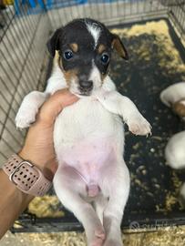 Cuccioli Jack Russel