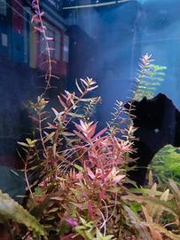 Piante per acquario