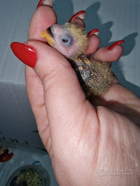 Pulli di inseparabili