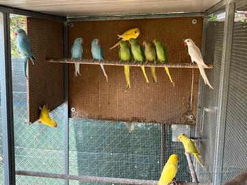Parrochetti dal collare