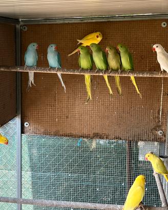 Parrochetti dal collare