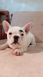 Bulldog francese esotico