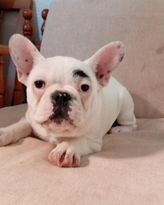 Bulldog francese esotico