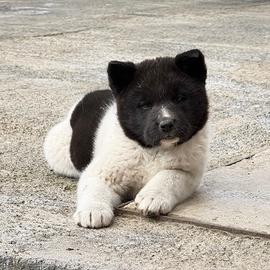 Cucciola di cane Akita americano
