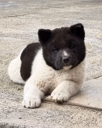 Cucciola di cane Akita americano con pedigree