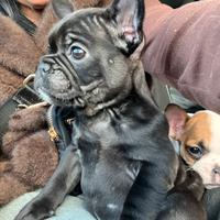 Bulldog francese