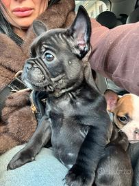 Bulldog francese