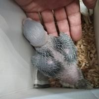 Grande alessandrino baby