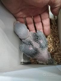 Grande alessandrino baby