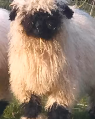 Pecore naso nero del vallese