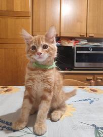 Cucciolo di Maine Coon