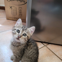 Gattina pronta x adozione 2 mesi