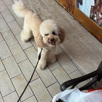 Disponibile per monta