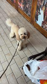 Disponibile per monta