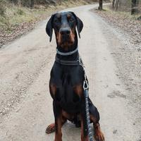 Dobermann per monta