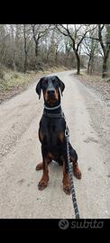 Dobermann per monta