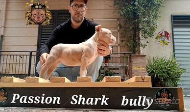 American bully
