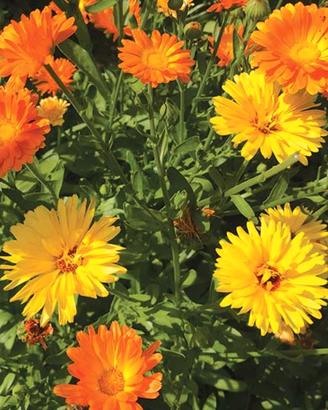 100 semi di Calendula officinale in mix