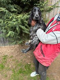 Cucciolo di Cocker Spaniel