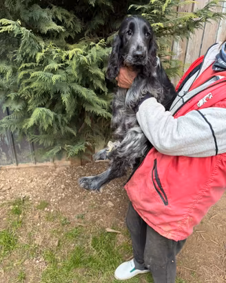 Cucciolo di Cocker Spaniel