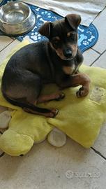 Cucciolo Ciko