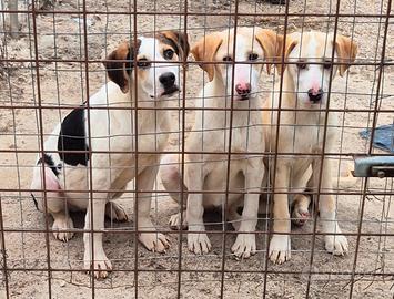 Cuccioli taglia media contenuta in adozione