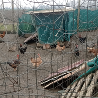 Galline nostrane
