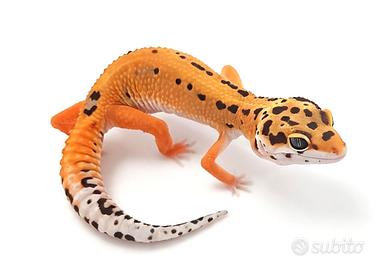 Geco leopardino tangerine e altri morph