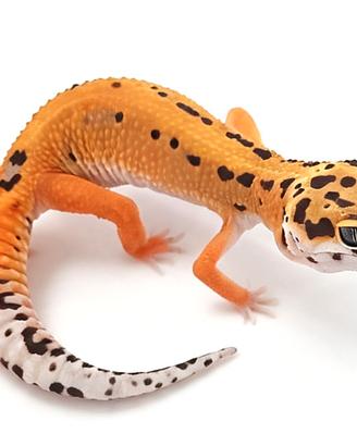 Geco leopardino tangerine e altri morph