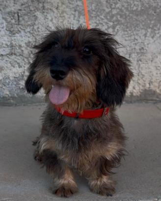 Cucciolona di Bassotto tedesco a pelo duro