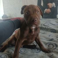 Pitbul