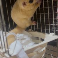 Petauro dello zucchero albino