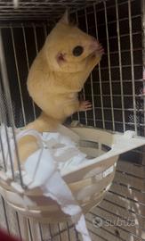 Petauro dello zucchero albino