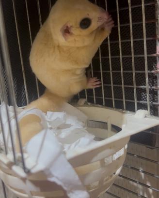 Petauro dello zucchero albino