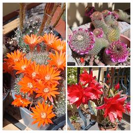 Piante grasse Cactus Succulenti 