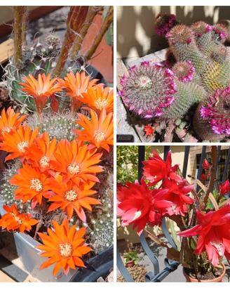 Piante grasse Cactus Succulenti 