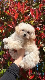 Barboncino Mini Toy maschietto